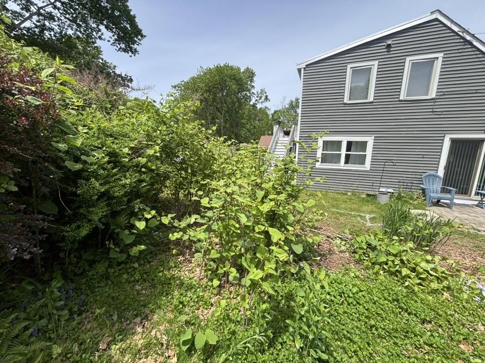 Invasive knotweed requiring full root excavation to remove